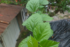 Hibiscus rosa-sinensis