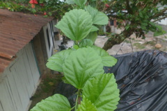 Hibiscus rosa-sinensis