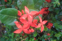Ixora coccinea