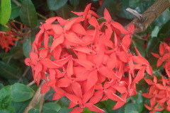 Ixora coccinea