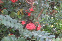 Ixora coccinea