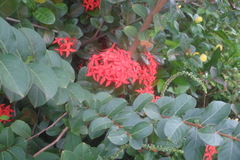 Ixora coccinea