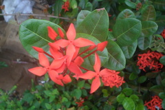 Ixora coccinea