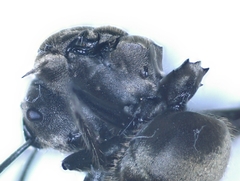 Polyrhachis rastellata