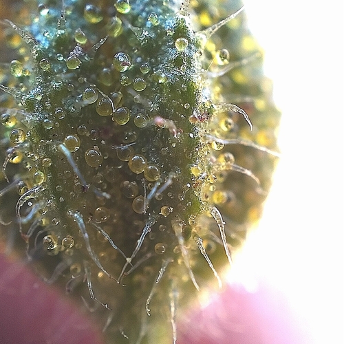 Image of Deinandra conjugens by no rights reserved