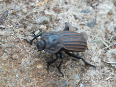 Anomalipus expansicollis