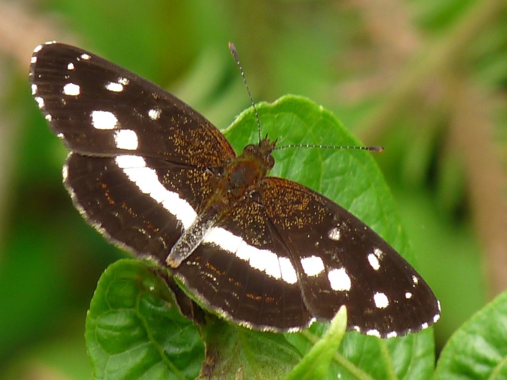 Colombian Crescent