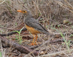 Turdus tephronotus