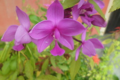 Spathoglottis plicata