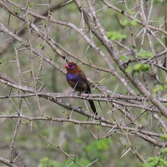 Granatina ianthinogaster