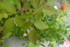 Spathoglottis plicata