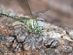 Ceratogomphus pictus