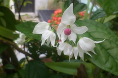 Clerodendrum thomsoniae