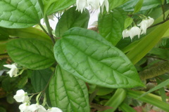 Clerodendrum thomsoniae