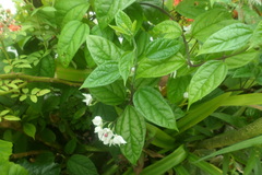 Clerodendrum thomsoniae