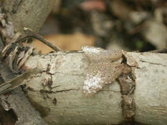 Hamadryas amphichloe