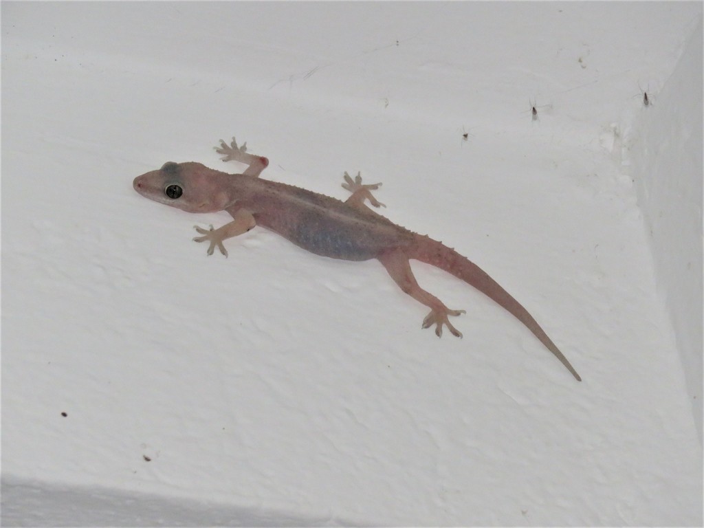 Antillean House Gecko from La Mesa, Cundinamarca, Colombia on November ...