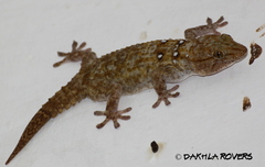 Tarentola annularis
