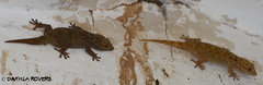 Tarentola annularis