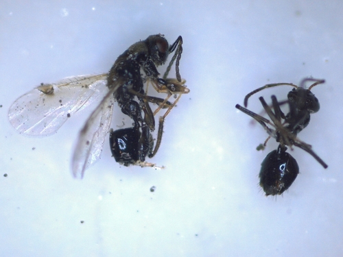 龙王斜结蚁Plagiolepis longwang