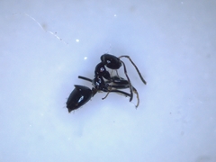 Plagiolepis longwang