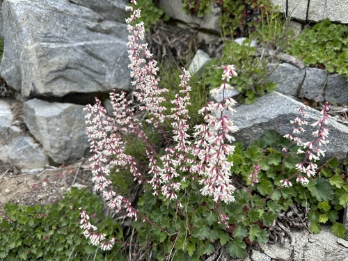 Heuchera elegans, photograph 6