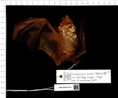 Bergmans's Fruit Bat photo 3