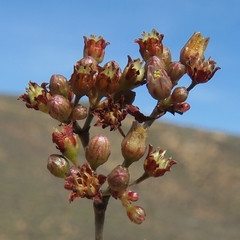 Crassula tetragona