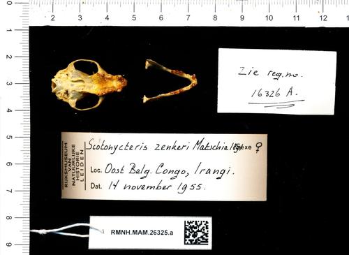 Bergmans's Fruit Bat