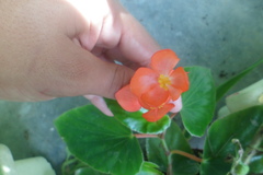 Begonia cucullata