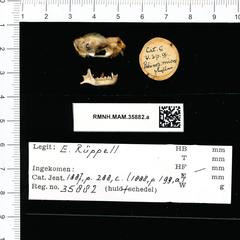 Greater Mouse-Tailed Bat photo 5