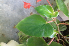 Begonia cucullata