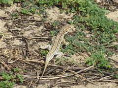 Acanthodactylus erythrurus