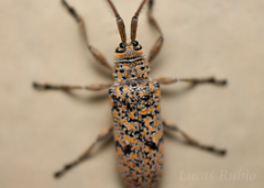 Peritrox nigromaculatus