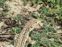 Acanthodactylus erythrurus