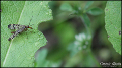 Panorpa etrusca