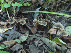 Naucoria luteolofibrillosa