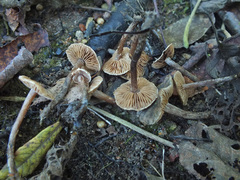 Naucoria luteolofibrillosa