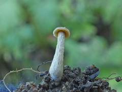 Naucoria luteolofibrillosa
