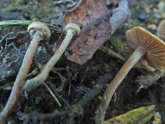 Naucoria luteolofibrillosa