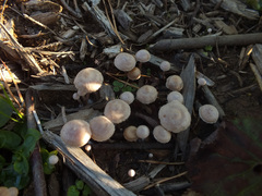 Tubaria conspersa
