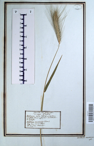 Hordeum murinum