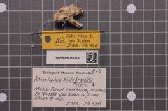 Hildebrandt's Horseshoe Bat photo 4