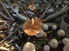 Tubaria conspersa