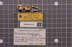 Hildebrandt's Horseshoe Bat photo 5