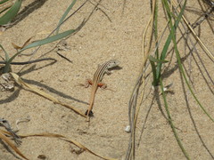 Acanthodactylus erythrurus