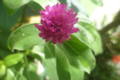 Gomphrena
