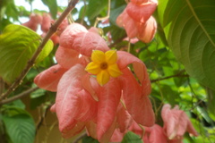 Mussaenda