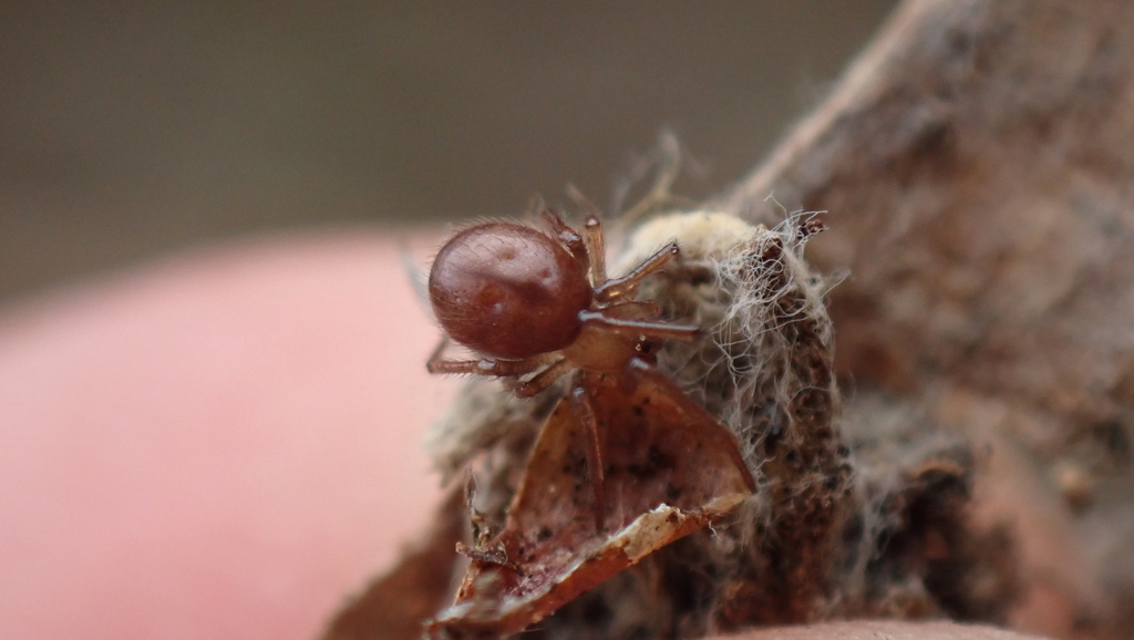 Enoplognatha testacea
