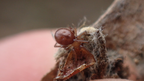 Enoplognatha testacea